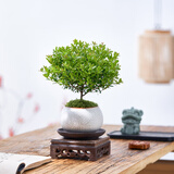 八芽 小叶赤楠盆景摆件室内绿植花卉盆栽老桩客厅办公室桌面好养植物 小叶赤楠+白裂纹金边盆+紫砂托盘+方木托+丝绒铺面
