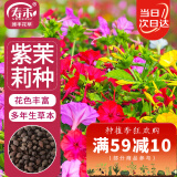 寿禾 紫茉莉花种子混色家庭四季种植 紫茉莉种子混色25g约330粒