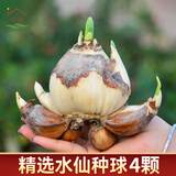 花翁漳州水仙花种球盆栽水养花卉绿植室内冬季水培植物带花苞源头直发