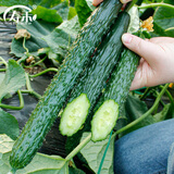 寿禾 旱黄瓜种子强雌籽种各种水果青瓜秋季四季蔬菜寿光种籽 中寿35大黄瓜新二代种子60粒x2包