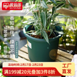 爱丽思（IRIS）Deepot花盆加厚树脂控根圆口绿萝绣球蔷薇月季塑料花盆 7号深绿色(口径约23.7cm)无盆托