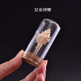 天然海螺贝壳 标本螺精品宝螺工艺品摆件儿童海洋生物科普材料 女巫骨螺