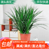 萌肉居龙铁树龙须树盆栽四季常青植物办公室绿植/龙铁树小苗源头直发