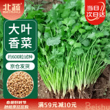 北蔬 香菜种子老品种春季盆栽大叶芫荽阳台菜籽 大叶香菜种子600粒