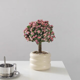 八芽花开富贵金枝玉叶棒棒糖大老桩多肉植物盆栽室内客厅花卉开花绿植 金枝玉叶-奶油甜甜圈盆（陶瓷）