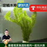 云峰海瑞水草活体懒人草鱼缸造景活体水草套餐鱼缸水草有茎类中后景真水草 【好养易活】蜈蚣草（6-7只一组）