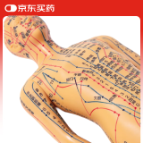 卓越科人体针灸模型经络穴位中医全身十二经络人数字定位穴位35厘米铜男