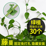 花沃里绿萝固定器中号30个 绿植免钉贴墙自粘式挂钩藤蔓植物攀爬夹子