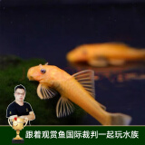 云峰海瑞清洁鱼活体热带鱼观赏鱼水族宠物工具鱼垃圾鱼老鼠鱼鱼缸除藻 黄金胡子3条（3-5厘米）