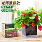 沪上花匠儿童种植小盆栽幼儿园观察植物种子凤仙花种籽子小学生向日葵种孑 【四季草莓】高透明观察窗套装+20页观察记录本 难