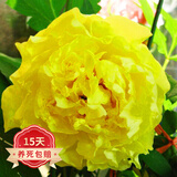 欧悟 芍药根块 带芽芍药种根重瓣芍药花苗牡丹苗盆栽绿植花卉室内植物 花开富贵