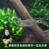 云峰海瑞清洁鱼活体热带鱼观赏鱼水族宠物工具鱼垃圾鱼老鼠鱼鱼缸除藻 除油膜专家龙须灯   6条