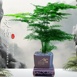 佰花锦文竹桌面盆栽新中式绿植办公室客厅盆景茶台卧室好养绿植花卉植物 【送方底座】文竹+pvc舍得盆+黑沙石铺面 20-30cm