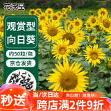 花沃里观赏向日葵花种子50粒/包 花卉种子家庭盆栽土阳台办公庭院种草籽