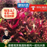 云峰海瑞水草活体懒人草鱼缸造景活体水草套餐鱼缸水草有茎类中后景真水草 【颜色艳丽】血心兰（8只一组）