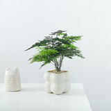 喜鹊说绿公主盆栽室内办公桌面客厅好养活绿植四季常青花卉植物净化空气 文竹+PVC小泡泡盆+铺面 带盆栽好