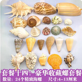 曦凰天然贝壳海螺壳海星珊瑚石儿童玩具装饰摆件DIY卷贝鱼寄居蟹 套餐十四:豪华收藏螺大套餐