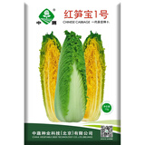 中蔬中国农科院种子玉田白菜种籽四季蔬菜种子红笋宝1号白菜种子10克