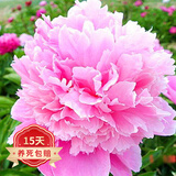 欧悟 芍药根块 带芽芍药种根重瓣芍药花苗牡丹苗盆栽绿植花卉室内植物 粉黛