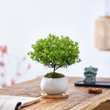 八芽 小叶赤楠盆景摆件室内绿植花卉盆栽老桩客厅办公室桌面好养植物 小叶赤楠+白裂纹金边盆+竹底托+丝绒铺面