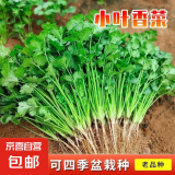 【随种随吃】调料菜种子组合春季四季易种耐热阳台盆栽通种蔬菜 小叶香菜种子1包约1000粒 一包约1000粒