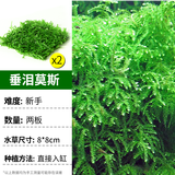 疯狂水草莫斯水草慕斯鱼缸水草真水草净化鱼缸造景水生植物 源头直发包邮