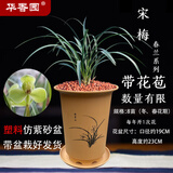 华香园春兰老八种【宋梅】兰花苗浓香型养兰入门室内耐阴绿植花卉 宋梅8苗带盆(黄色大号)带花苞