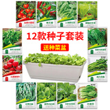 花沃里12款蔬菜种子大全（赠花盆）西红柿黄瓜辣椒白菜菠菜香葱豆角生菜