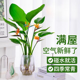 种花迷水培天堂鸟盆栽花卉植物室内客厅绿植面鹤望兰吸甲醛四季好养活 精品水培天堂鸟30-40厘米2棵【不含瓶】