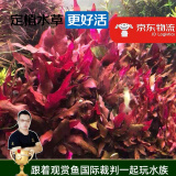 云峰海瑞水草活体懒人草鱼缸造景活体水草套餐鱼缸水草有茎类中后景真水草 【颜色艳丽】血心兰（8只一组）