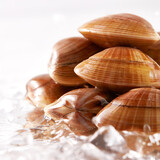 鲜活黄蚬子300g（约18-24粒）