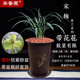 华香园春兰老八种【宋梅】兰花苗浓香型养兰入门室内耐阴绿植花卉 宋梅5苗带盆(棕色盆)带花苞