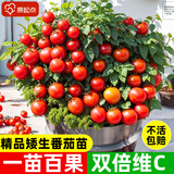 原起点矮生盆栽樱桃小番茄苗西红柿圣女果苗蔬菜带果菜苗种子孑水果苗秧 矮生红番茄苗【6棵】