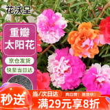 花沃里重瓣太阳花种子2g约2万粒 花卉种子阳台盆栽庭院向日葵凤仙花籽
