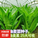 【京东物流】蔬菜种子四季播盆栽阳台庭院香菜生菜菠菜简单秋易种 玻璃生菜种子2包约2000粒