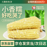 天勤粒粒净有机小香糯玉米3.5斤（8穗）鲜食糯玉米棒玉米真空包装早餐代餐