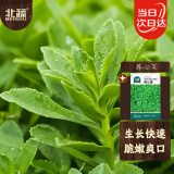 北蔬 养心菜种子救心菜费菜可食用野菜蔬菜种籽 养心菜种子200粒