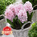 欧悟 进口带芽风信子种球 室内盆栽花卉绿植耐寒易活植物水培花卉球根 杏花粉 单颗种球 单颗种球不含盆