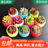 萌肉居多肉植物套装多肉植物绿植盆栽10个肉10个塑料石丸盆土源头直发