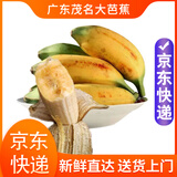 粤品广东茂名高州正宗【大芭蕉】新鲜香蕉水果自然熟整箱苹果蕉粉蕉甜 大芭蕉 5斤