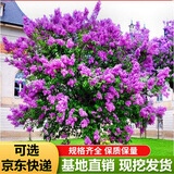 丁香花树苗嫁接高杆丁香树苗耐寒耐旱庭院花卉植物室外绿化苗木景观风景树盆栽阳台 紫丁香 3年（丛生苗）