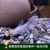 云峰海瑞清洁鱼活体热带鱼观赏鱼水族宠物工具鱼垃圾鱼老鼠鱼鱼缸除藻 婚纱白老鼠3条