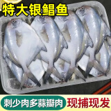 鲳鱼 特大银鲳鱼新鲜冷冻白鲳鱼大小昌鱼海鲜青岛平鱼 【顺丰】7斤银鲳鱼 每斤6-8条
