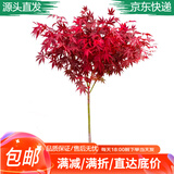 萌肉居红枫树苗红枫苗盆景盆栽庭院绿化苗木行道树/小苗约1CM粗源头直发
