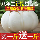城果荟兰州新鲜百合甜百合无硫食用百合产地直供农家现挖蔬菜百合 买一斤送一斤（1斤四包1包四颗）