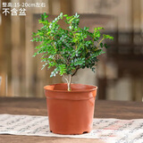 佰花锦清香胡椒木盆栽室内外驱蚊草植物好养绿植九里香花卉四季常青盆景 精品清香胡椒木基地原盆土 整体高度20-25cm