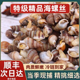 海瓜子熟冻海螺丝鲜冷冻大海瓜子熟冻海锥海钉特大海捕海螺丝顺丰 1000g 【大号】露头率高 近期新货