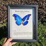 大蓝闪蝶标本【真蝴蝶标本】稀有进口天堂凤蝶摆件 光明女神蝶 10寸框