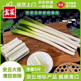 佳农 正宗山东安丘铁杆大葱 净重5斤 新鲜蔬菜 地标特产 源头直发