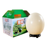 帆儿庄园顺丰鸵鸟蛋新鲜大号蛋送礼营养高养超大蛋可食用鲜蛋过年货礼盒 3-3.2斤左右（不带礼盒底座）
